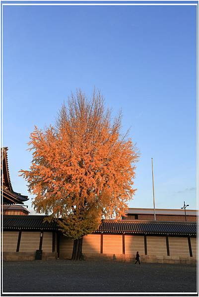 20151205DA西本願寺072-1