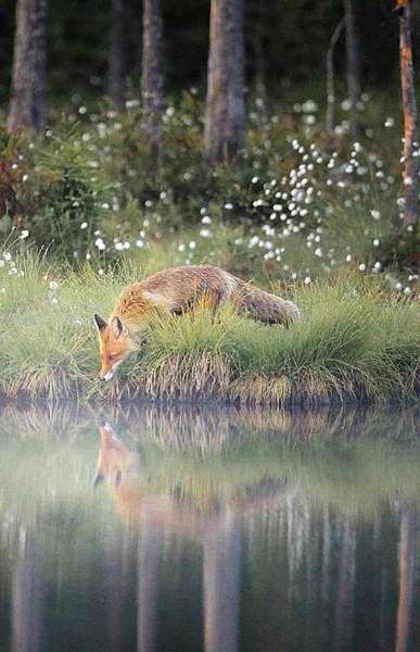 Fox in the forest woods by the water.jpg