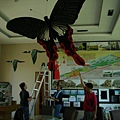 風箏展覽佈置