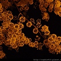 2012-5-28 夜訪阿勃勒 017
