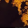 2012-5-28 夜訪阿勃勒 020