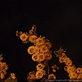 2012-5-28 夜訪阿勃勒 021