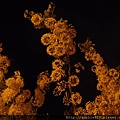 2012-5-28 夜訪阿勃勒 022