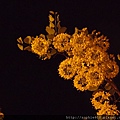 2012-5-28 夜訪阿勃勒 023