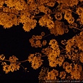 2012-5-28 夜訪阿勃勒 024
