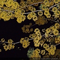 2012-5-28 夜訪阿勃勒 026