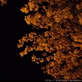 2012-5-28 夜訪阿勃勒 007