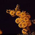 2012-5-28 夜訪阿勃勒 009