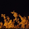 2012-5-28 夜訪阿勃勒 010
