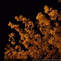 2012-5-28 夜訪阿勃勒 011