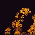 2012-5-28 夜訪阿勃勒 012