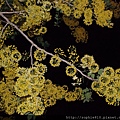 2012-5-28 夜訪阿勃勒 015