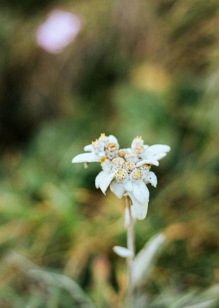 Edelweiss(烏克麗麗彈奏by sophie)