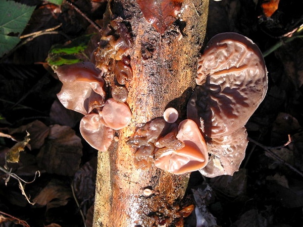 Auricularia auricula judae .jpg