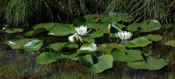 睡蓮 Nymphaea alba group.jpg