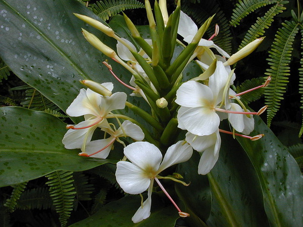 野薑花 Hedychium coronarium x gardnerianum by Forest & Kim Starr.jpg