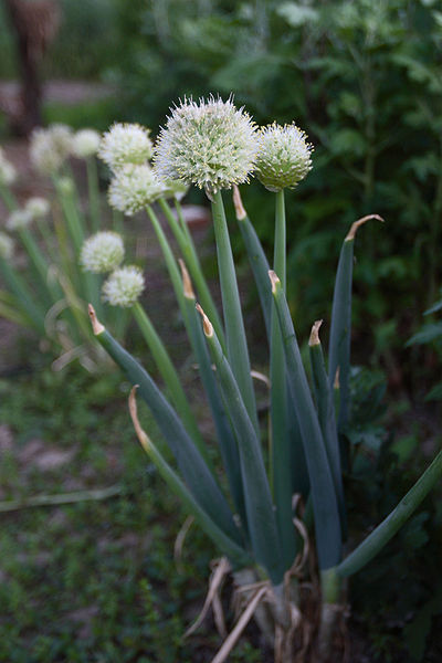 長在田間的蔥 Welsh_onion.jpg