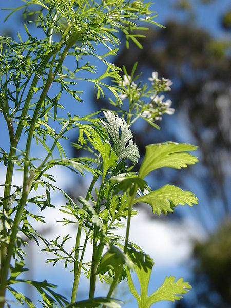 香菜 Coriandrum sativum by Forest & Kim Starr.jpg