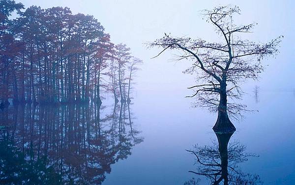 Bald Cypress in Fog, Reelfoot Lake, Tennessee.jpg