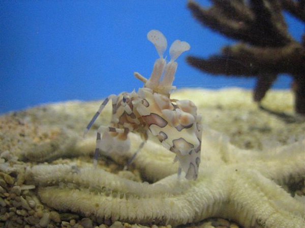 澎湖水族館