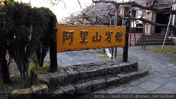 阿里山賓館 櫻花步道