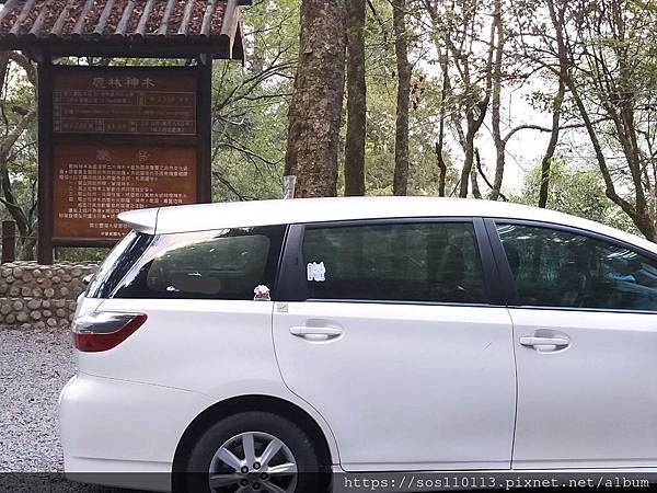 阿里山 鹿林神木2700歲 計程車 taxi uber