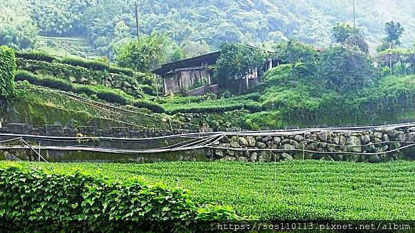 石棹 阿里山茶園梯田