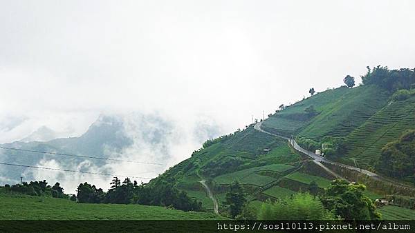 梅山 茶園梯田