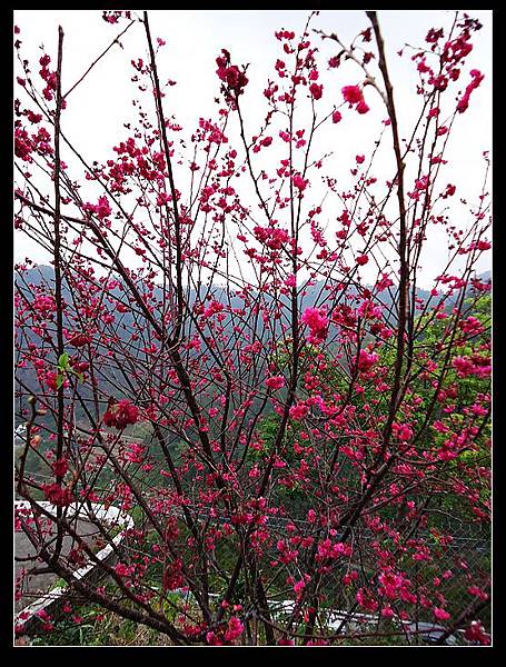 屏東霧台山櫻花