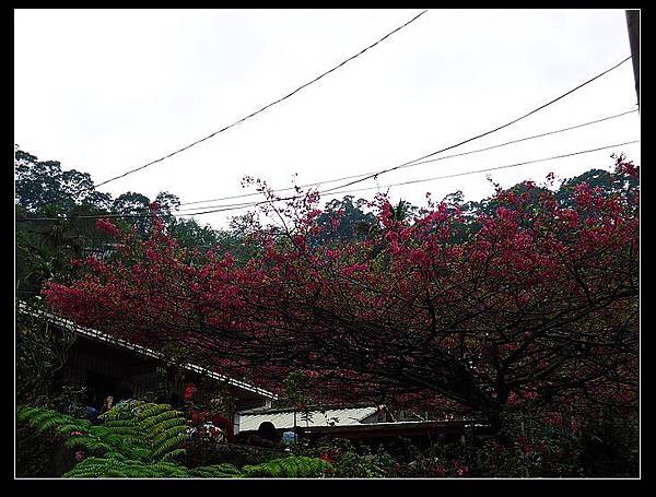 屏東霧台山櫻花