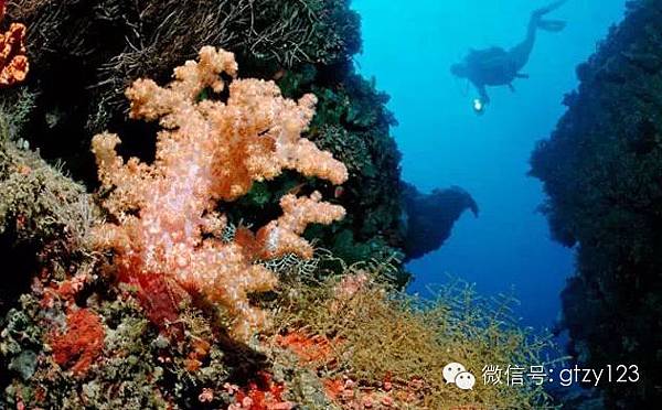最受關注的7種珊瑚13.jpg