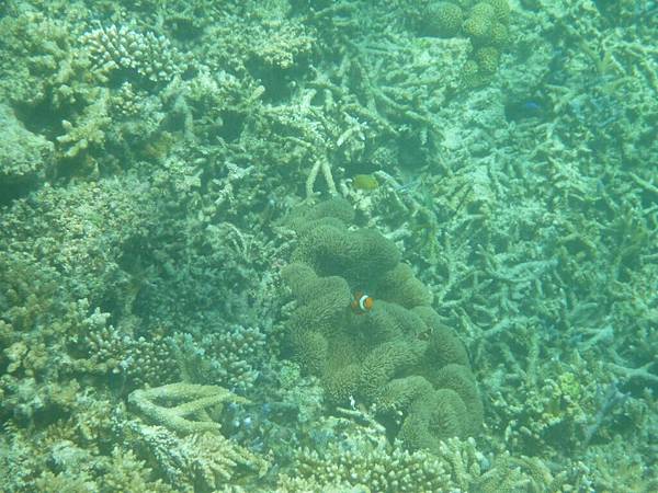 雖然比不上帛琉~但石垣的海底世界也是很豐富