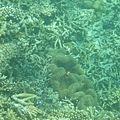 雖然比不上帛琉~但石垣的海底世界也是很豐富