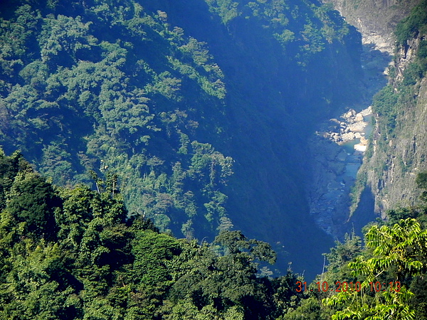 竹山八卦茶園 159.JPG