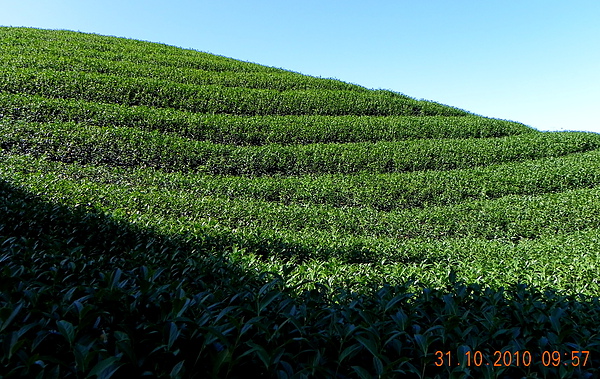 竹山八卦茶園 121.JPG