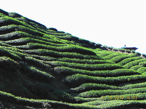 竹山八卦茶園 134.JPG