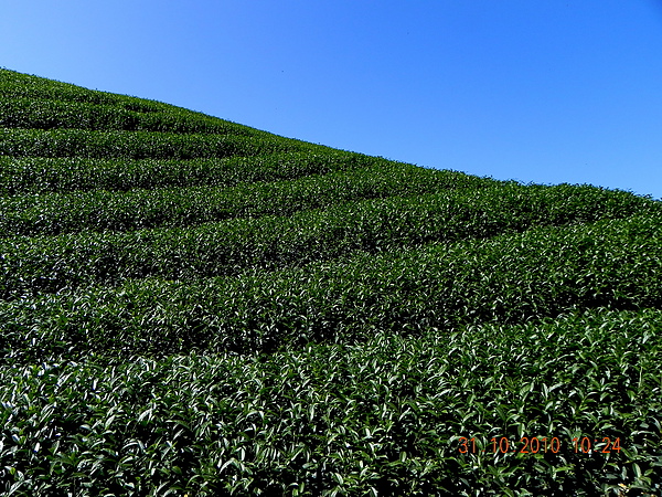 竹山八卦茶園 187.JPG