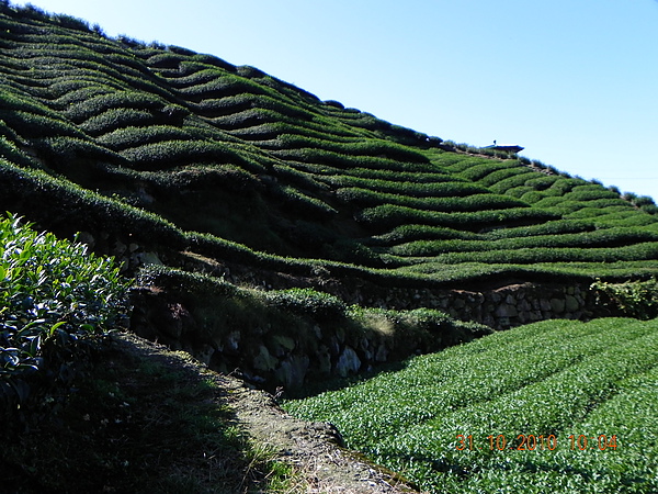 竹山八卦茶園 137.JPG