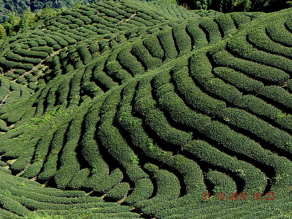 竹山八卦茶園 183.JPG