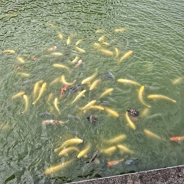 【書蟲】閱讀短評202511-2：《偵探不在教室裡》《洞》《