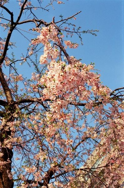 早晨山下公園之櫻花