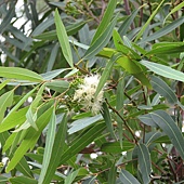 尤加利 Eucalyptus_curtisii 