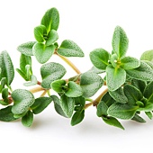 百里香 Thyme-leaves 百里香 Thyme-leaves