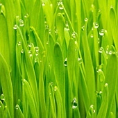 palmarosa 玫瑰草 palmarosa 玫瑰草