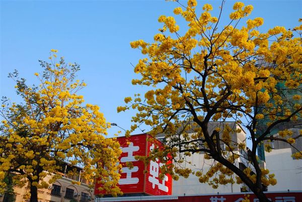 東豐路-街景25-D80