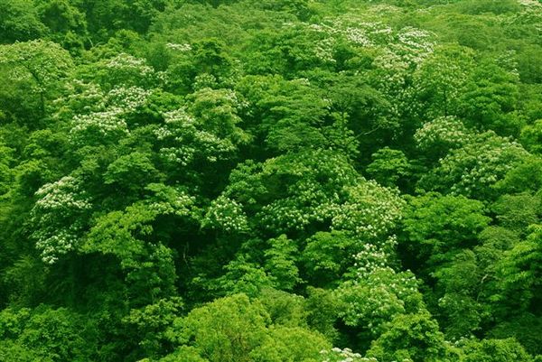 大山背28滿山滿谷的油桐花