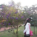 紫色的花樹