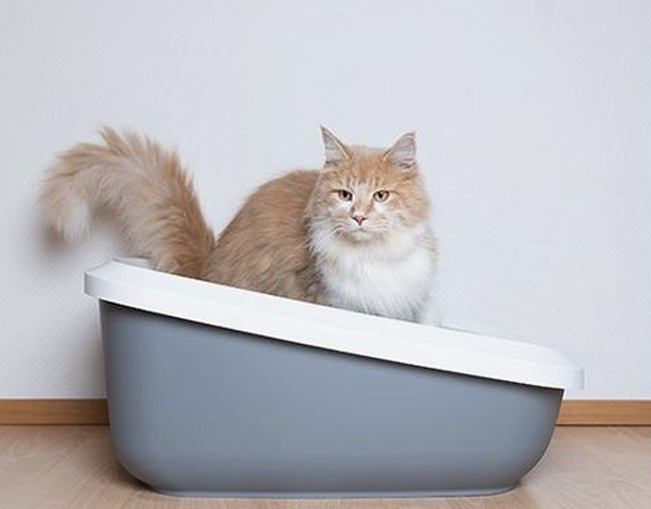 截圖 2021-01-13 上午10.43.06 截圖 2021-01-13 上午10.43.06