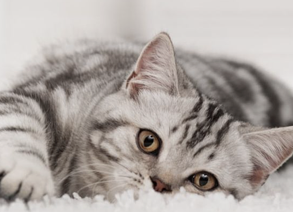 截圖 2021-01-13 上午10.46.16 截圖 2021-01-13 上午10.46.16