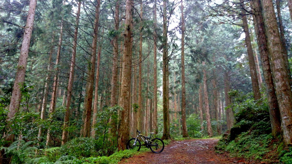 難得 記苗栗大湳林道印象 自行車 運動視界sports Vision 難得 記苗栗大湳林道印象 自行車 運動視界sports Vision